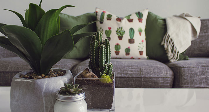 housewarming gifts indoor plants