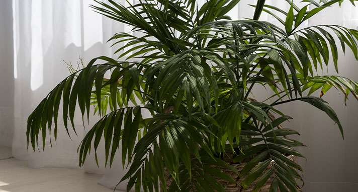 housewarming plant gift parlor palm