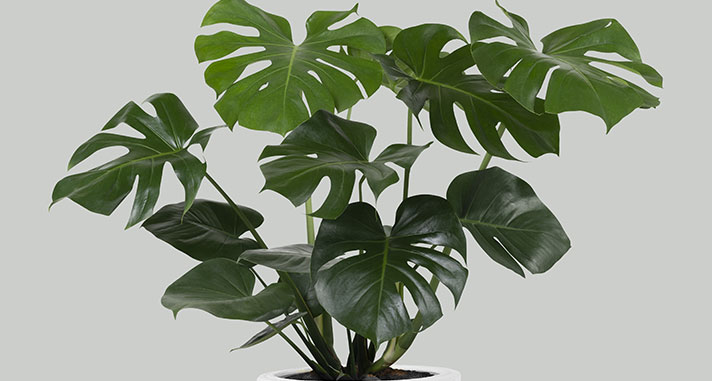 housewarming plant gift philodendron