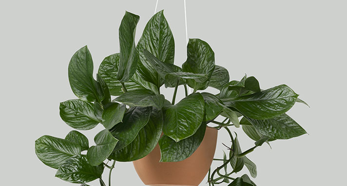 housewarming plant gift pothos