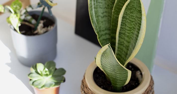 housewarming plant gift snake plant